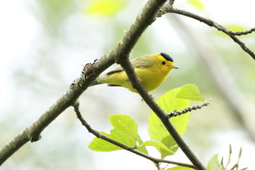 Obraz premium Wilson's warbler against bright sky calling out