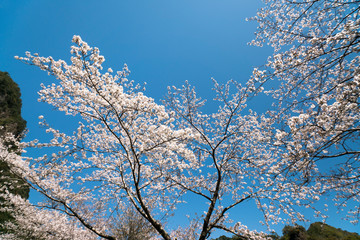 青空バックに咲き誇る桜