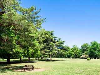 青空と新緑の公園