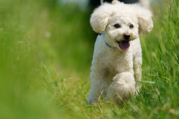 公園を散歩するトイプードル