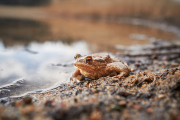 Close up portrait of frog, common toad or simpy toad, in latin bufo bufo, amphibian animal with beautiful golden eyes sitting on the sand just by the water level of the lake in sunny spring day.