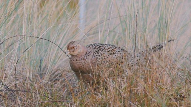 A Female Pheasant Walking Through The Field With Wild Grasses In Wadden Islands, Texel In Netherlands - Closeup Panning Shot