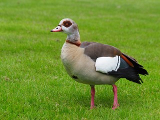 Nilgans