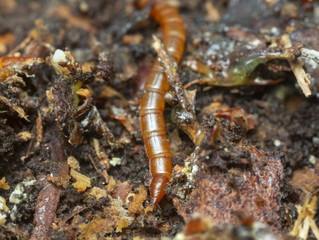 Rear of click beetle larva living in pine wood