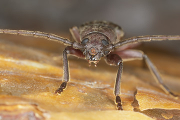 Rusty longhorn beetle, Arhopalus rusticus on pine park