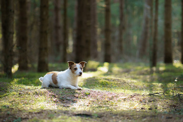dog in the forest. Jack Russell Terrier on the moss. Tracking in nature. Pet resting
