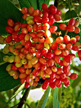 Close Up Of Red Fruit