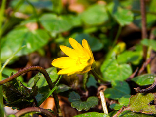 yellow flower in the garden