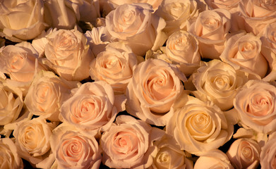 Plakat Pink Roses