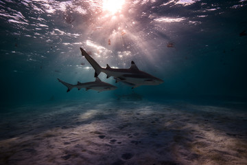 French Polynesia lagoons are tourist attraction and highlights of any holidays. Sting rays and sharks swimming in crystal clear waters.
