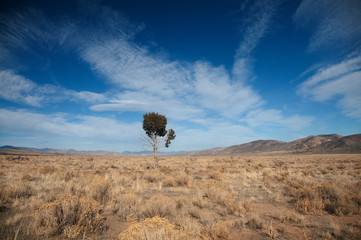 Desert Tree