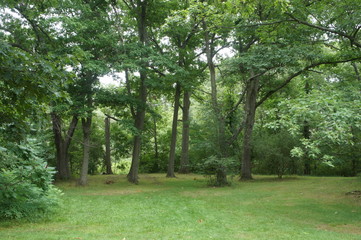 Copse of trees in Beaver Brook Park, Waltham, MA