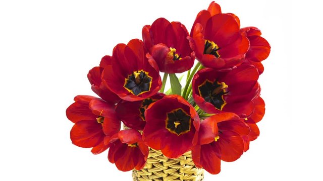 Beautiful bouquet of Red tulips on a white background. Red tulips in a wicker basket. Opening red Tulip flowers. Timelapse. Springtime. Holiday. Celebration, Love, birthday. 4K	