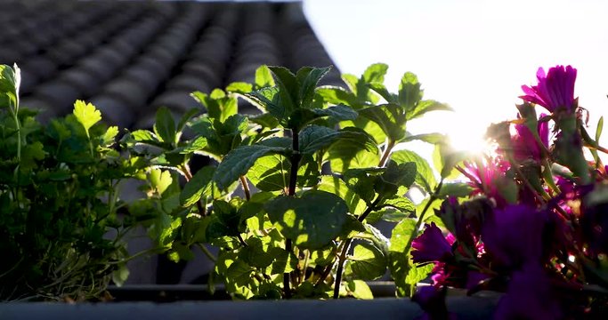 Slow-motion of sunlight and sunbursts through mint leaves. Rooftop of a house during sunset or sunrise.