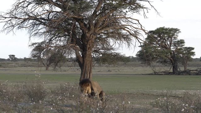 Lions mating and grooming in between flowers at sunset (long shot)