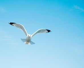 Fototapeta na wymiar Seagull are flying against the blue sky