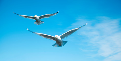 Seagulls are flying against the blue sky