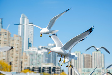 Fototapeta na wymiar Seagulls are flying in the blue sky