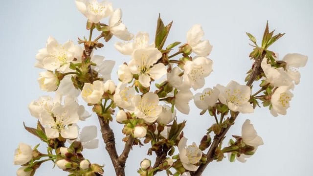 Suor cherry fruit flower blossom timelapse on white