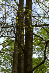 Tree trunks with young spring foliage against a bright blue sky.