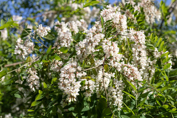 Blooming acacia. Fragrant flowers of white acacia on a tree on a warm spring sunny day. Selective focus, floral background.