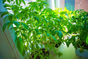 tomato seedlings on the windowsill. potted plant. Spring planting