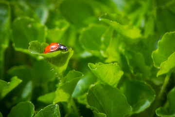 Macro photography of ladybug on juicy green leaves.Close up.