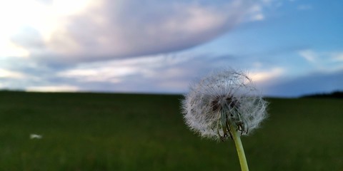 dandelion in the grass