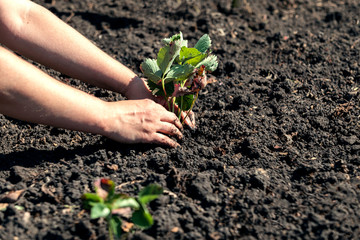 Planting strawberry seedlings.
A female hand carefully planted a strawberry seedling in the ground. Selective focus, close up.