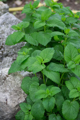 Melissa officinalis or lemon balm green leaves in the garden, daytime, outdoors cultivating plants, edible herb