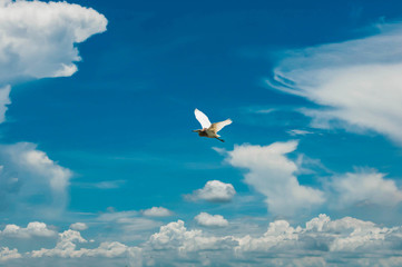 seagull in the sky