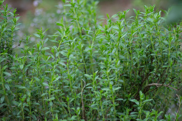 Mountain savory or Satureja montana herb in the garden, green leaves, full frame, edible herbal plant for seasoning
