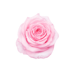 Rose flower skin light pink isolated on white background , clipping path top view