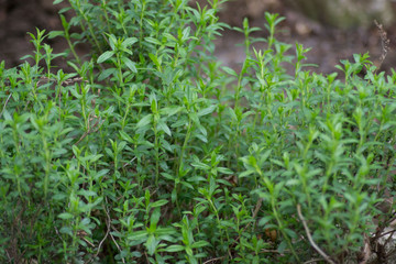 Mountain savory or Satureja montana herb in the garden, green leaves, full frame, edible herbal...