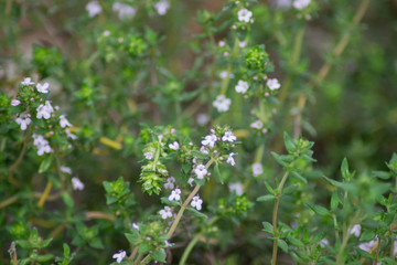 Thymus vulgaris or Common Thyme in the garden, edible herb blooming in the garden, pale pink flower, full frame