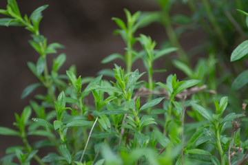 Mountain savory or Satureja montana herb in the garden, green leaves, full frame, edible herbal...