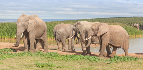 Fototapety na wymiar - Fototapeta24.pl