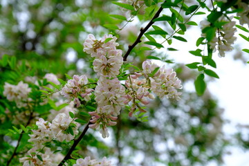 
A branch of blooming acacia in a city park
