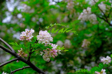 
A branch of blooming acacia in a city park