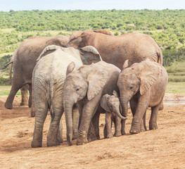 Elephant Calves at Addo Elephant National Park