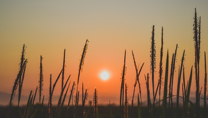 Flower grass against the background of the sunrise in the morning.