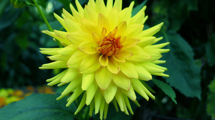 yellow flower on green background