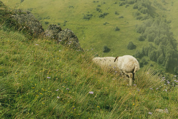 Obraz premium Sheeps on meadow in Kazbegi, Georgia