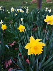Obraz premium daffodils in spring