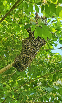 A new colony of honey bees swarming on a tree limb with honeysuckle.
