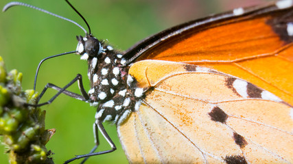 butterfly on leaf