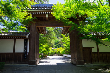 京都　永観堂　新緑　