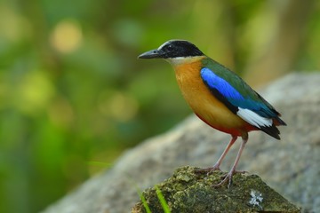 Has a black head over the eyes, wide brown stripes Green top body The feathers covering the wings of the rump and the top of the tail are bright blue.