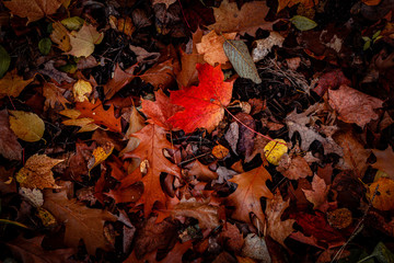 fallen autumn leaves
