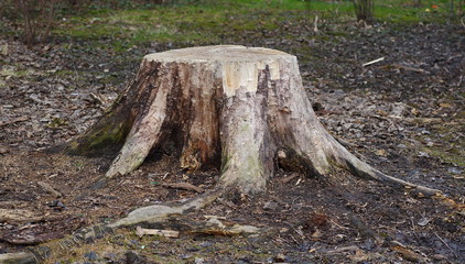 Stump from a large tree
